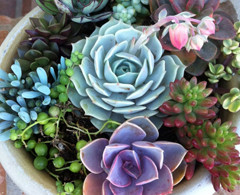 It’s Easy Being Green…with Succulents